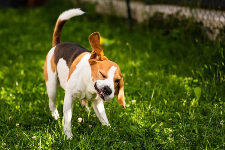 Why Is My Dog’s Head Shaking Like a Seizure? VetVerified Facts & FAQ