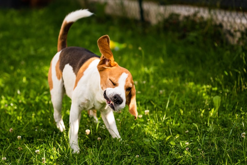 Beagle shaking head