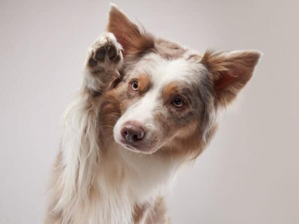 Border collie lifting one paw up in the air