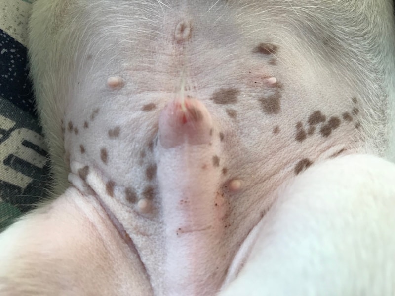 Close up of a sleeping dog penis