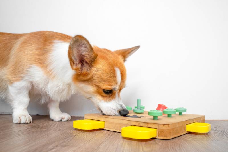 Corgi dog bent over interactive educational puzzle toy