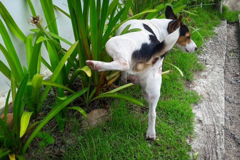 Does Dog Pee Kill Plants? VetVerified Facts, Tips & FAQ Dogster