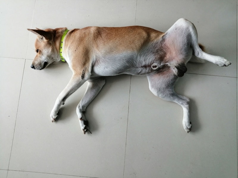 Dog sleeping on the floor with leg up