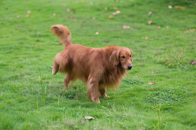 Golden retriever peeing on the lawn