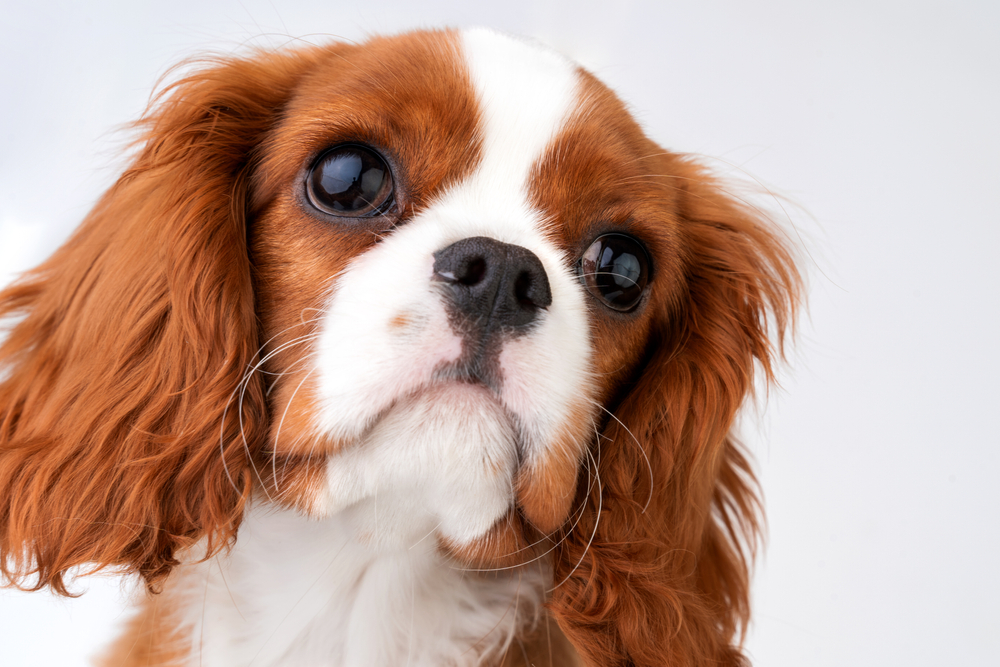 Little dog Cavalier King Charles Spaniel