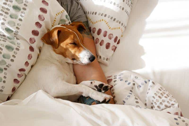 Man sleeping with jack russell terrier dog in his hands