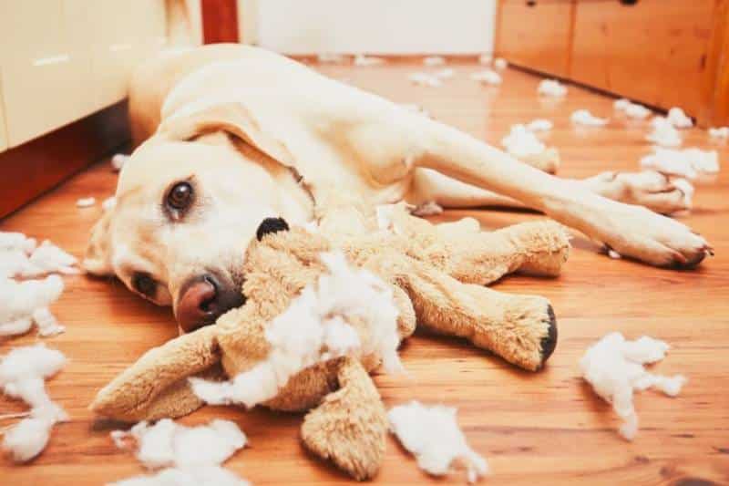 Naughty dog home alone biting its shredded toy