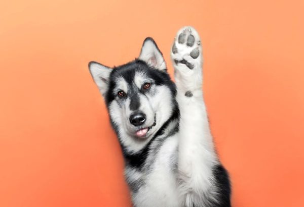 Siberian Husky with raised paw