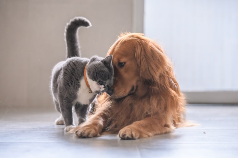british short hair cat rubbing its head on golden retriever dog