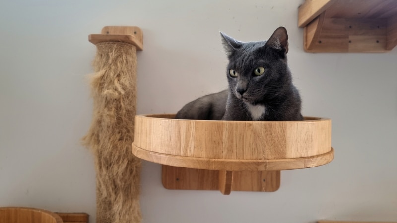 cat lying on modern cat climbing wallscapes or shelves