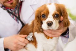 6 Cavalier King Charles Spaniel Health Issues to Watch For – Dogster