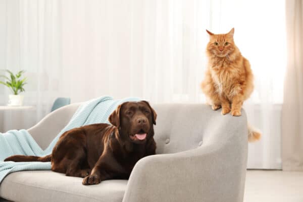 dog and cat on the sofa