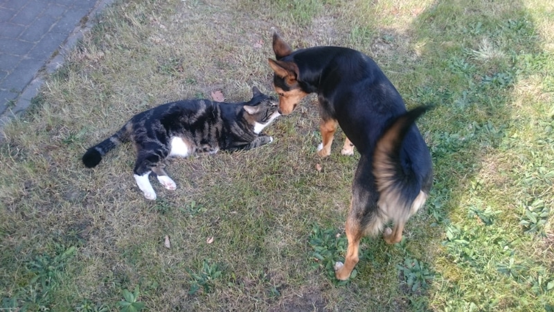 dog and cat sniffing each other