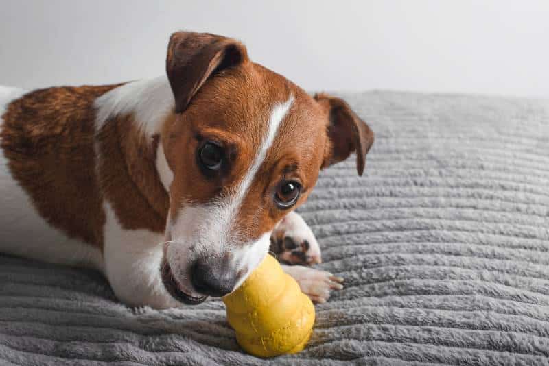 dog jack russell terrier plays with yellow kong