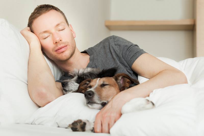 dog owner in bed with two cute dogs all sleeping