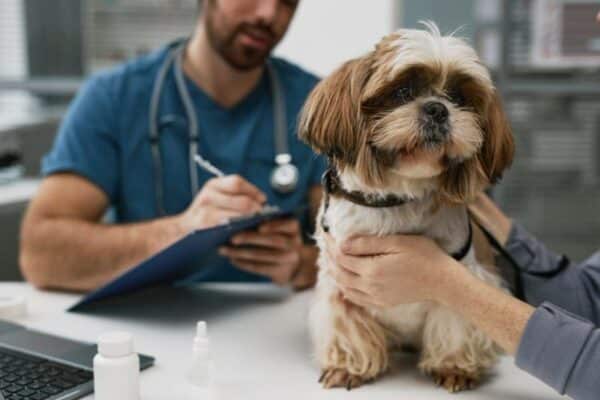 dog sitting on table against young male veterinarian making prescription notes in document