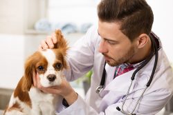 6 Cavalier King Charles Spaniel Health Issues to Watch For – Dogster