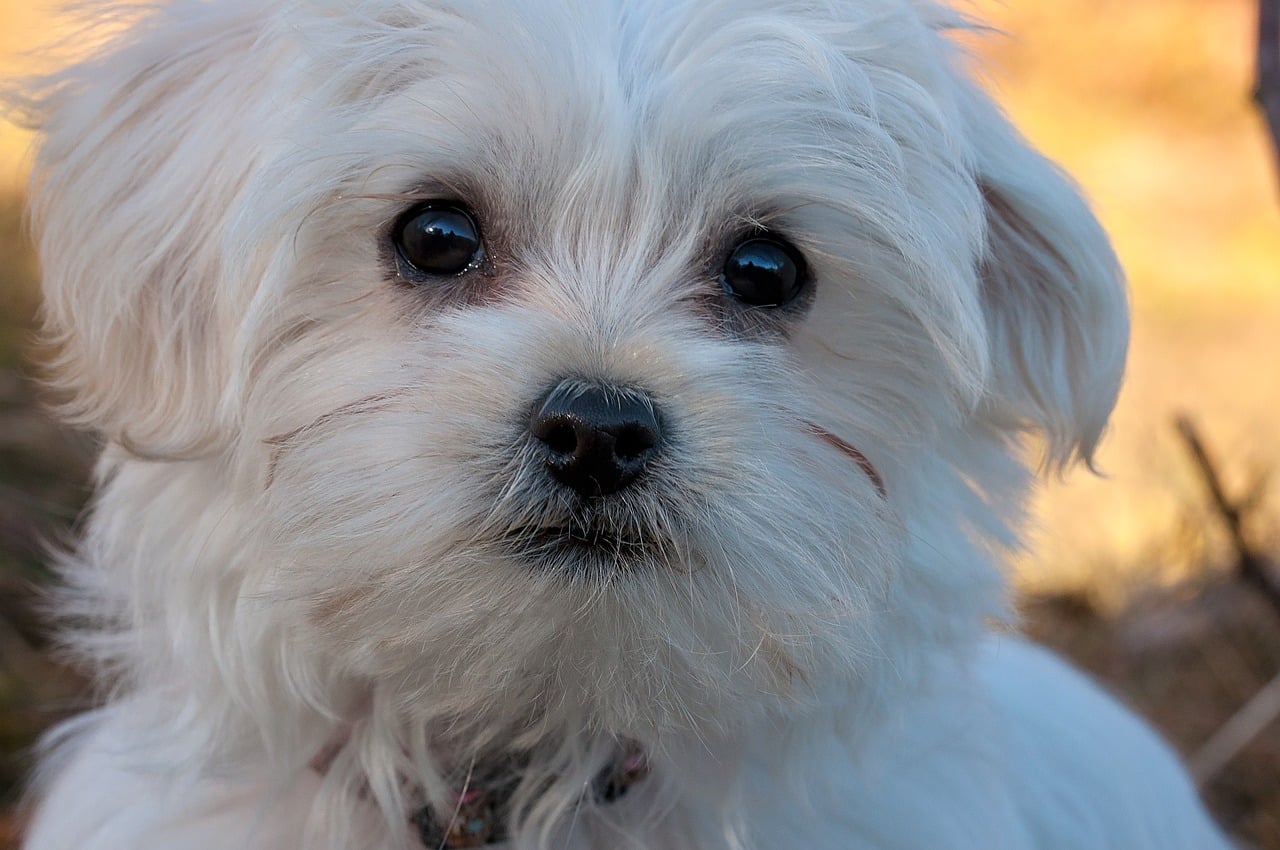 close up of white maltese puppy