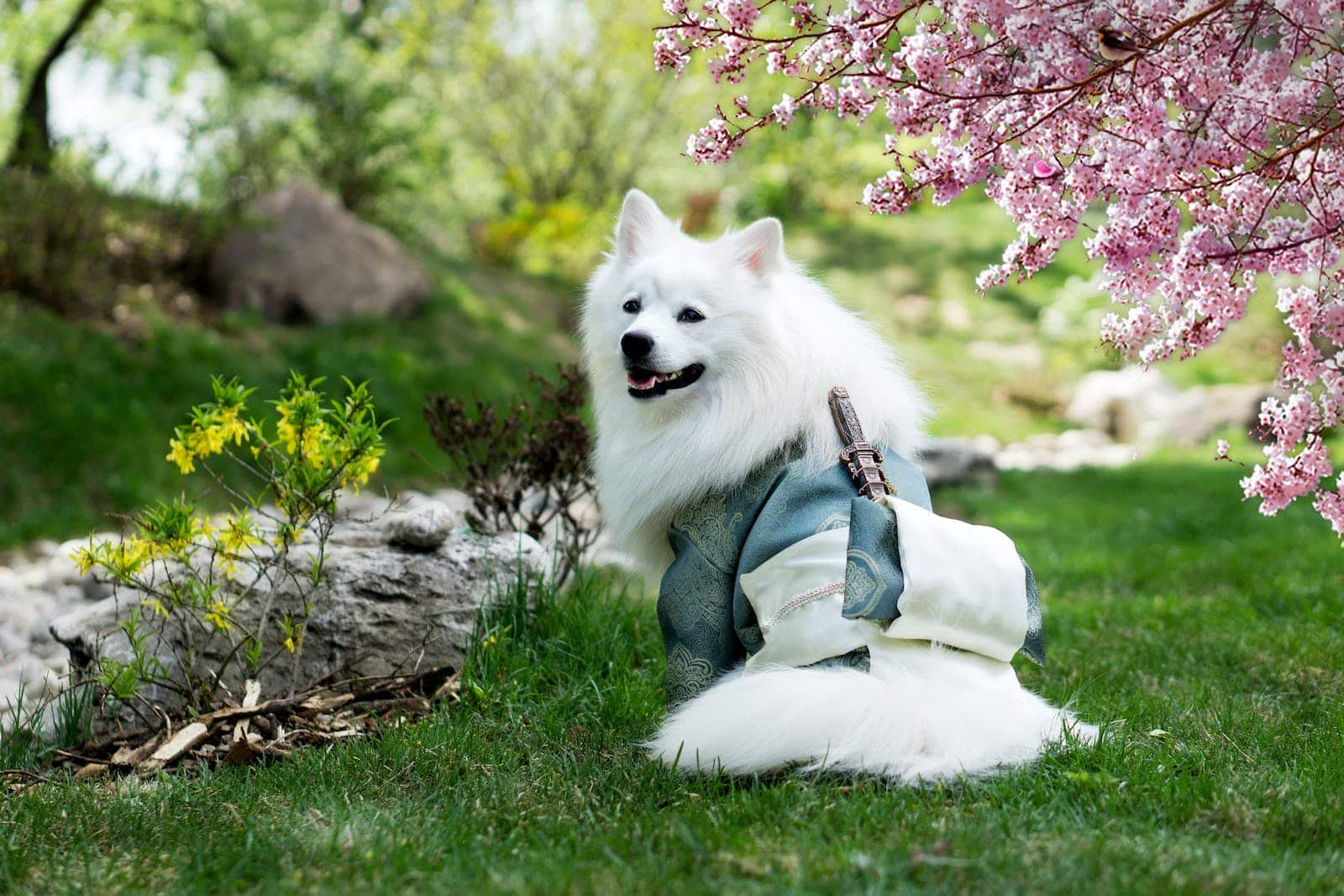 Samoyed Wearing Kimono Costume on Park