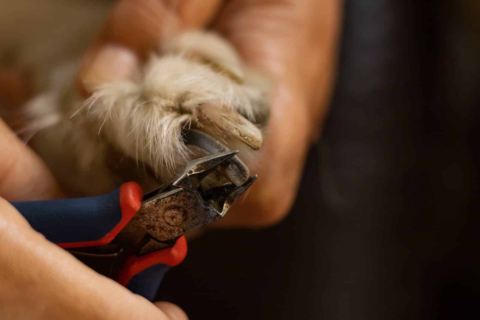 How to Cut Dog Nails: Tips from a Groomer | BeChewy