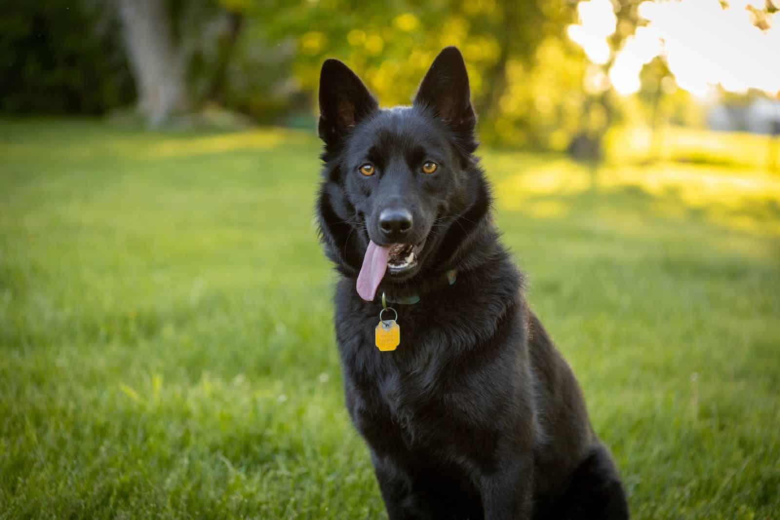 Get to Know the Schipperke: The Little Captain! – Dogster