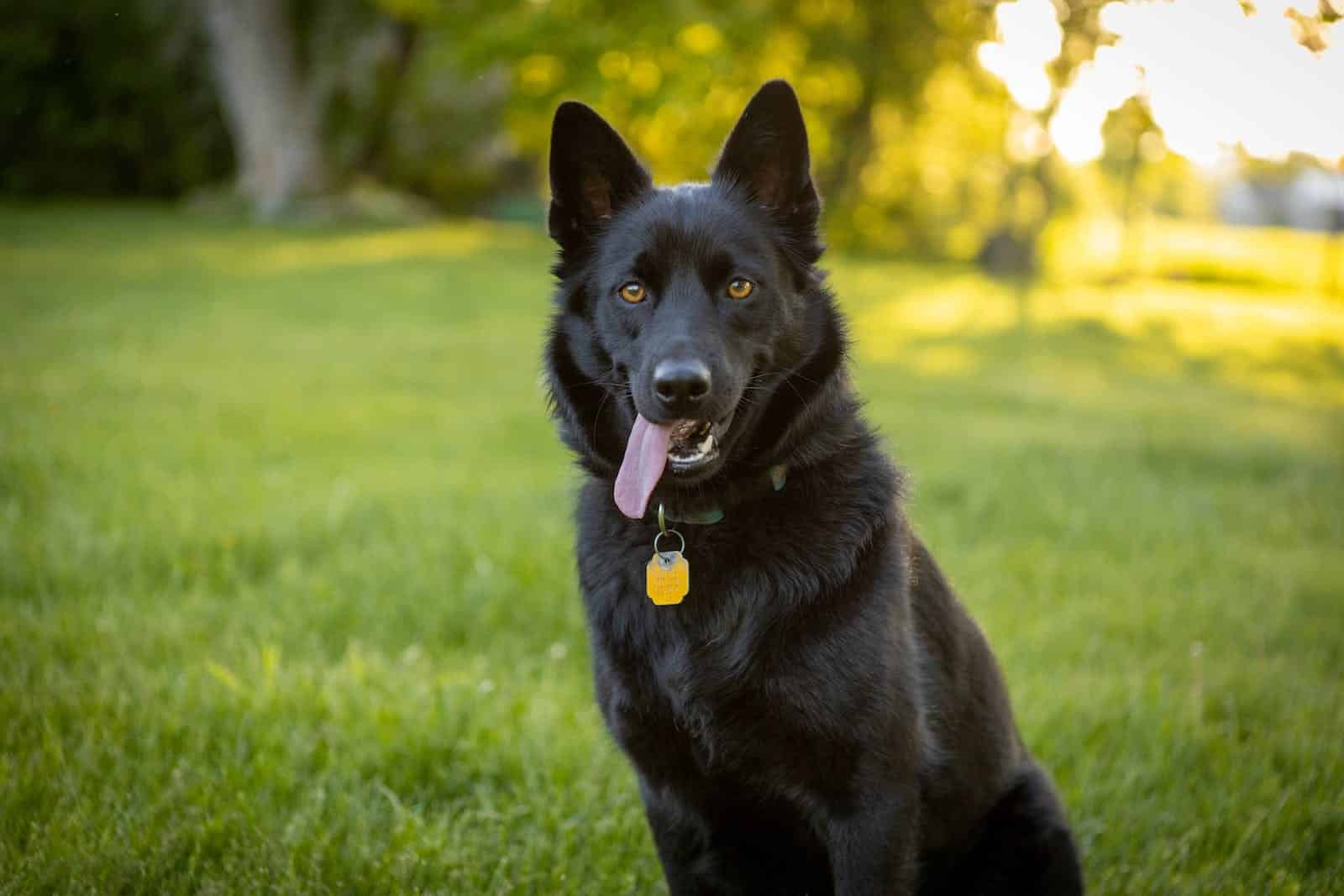 Schipperke  