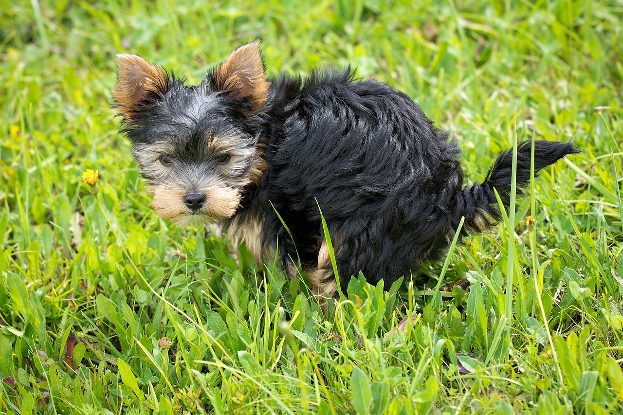 puppy pooping on the grass