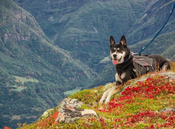 dog hiking in the mountains