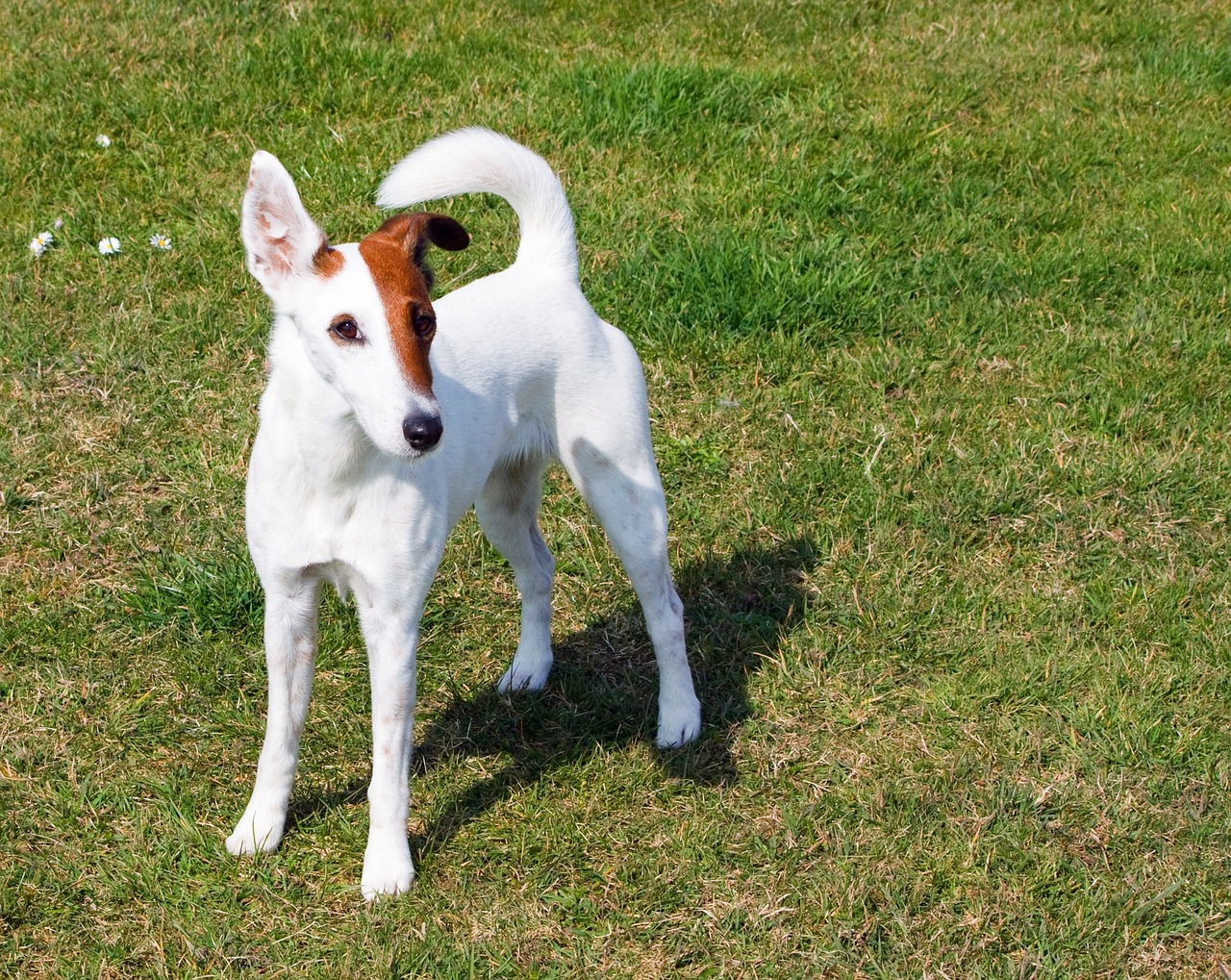 smooth fox terrier standing on the grass outdoors