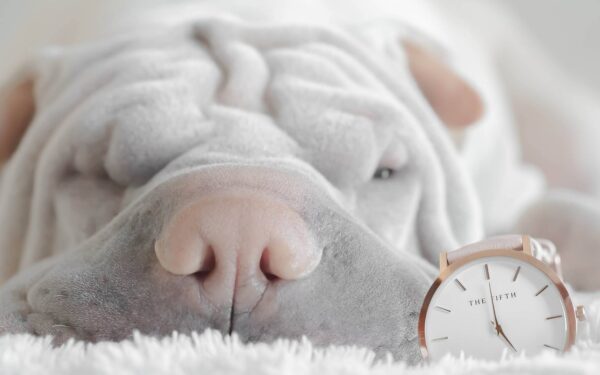shar pei puppy sleeping with clock beside him