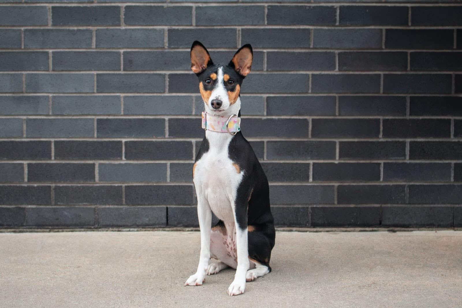 Dog breed Basenji sitting in front of a brick wall.