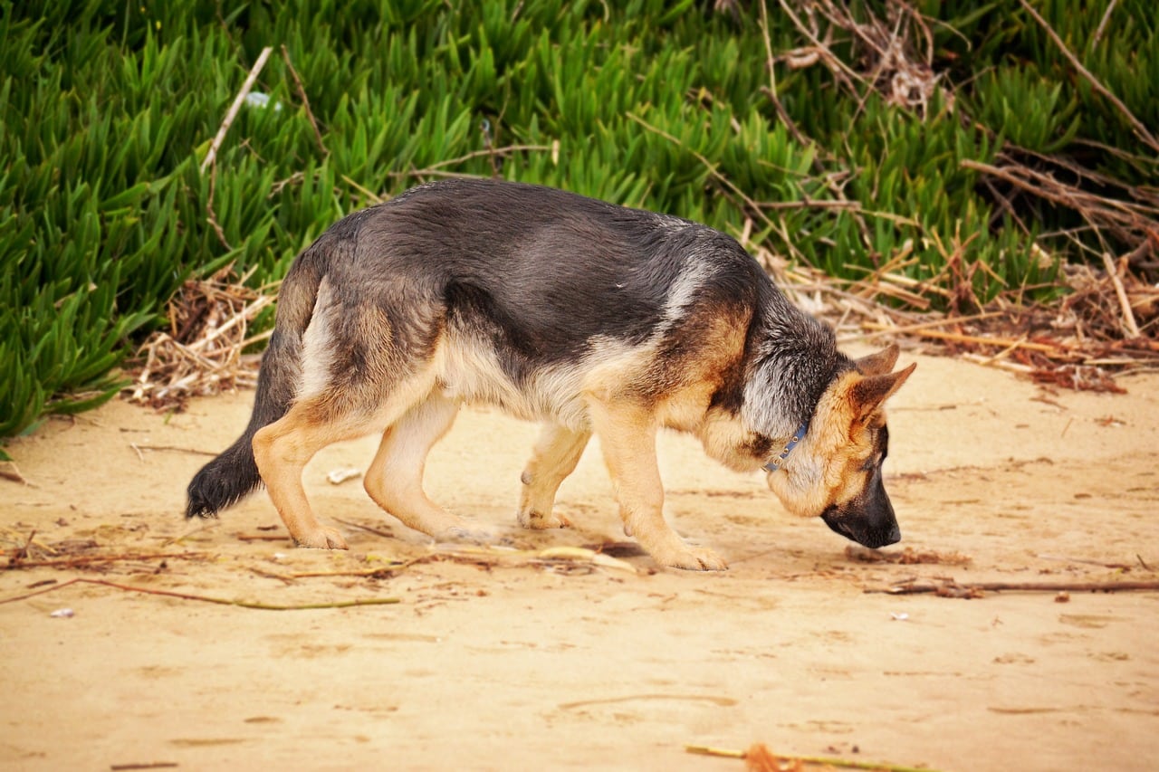 german shepherd dog sniffing the sand