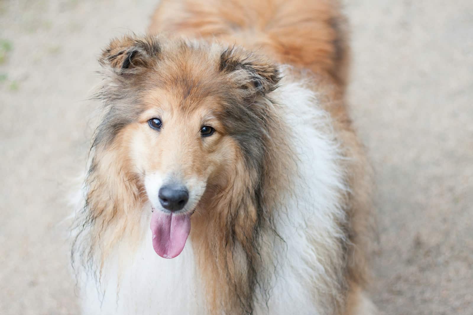 Shetland Sheepdog Brown, Black and White