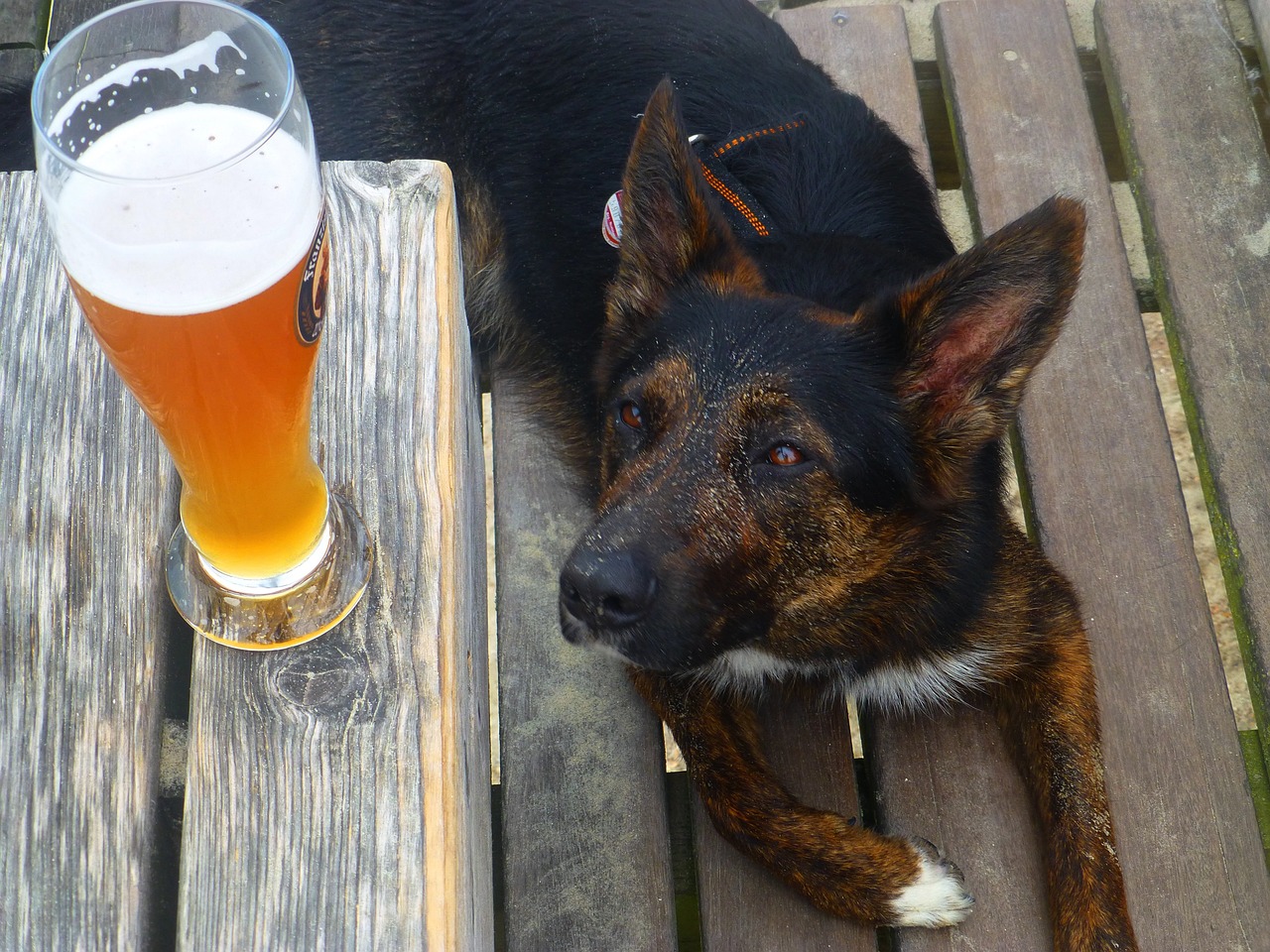 thirst, beer, dog