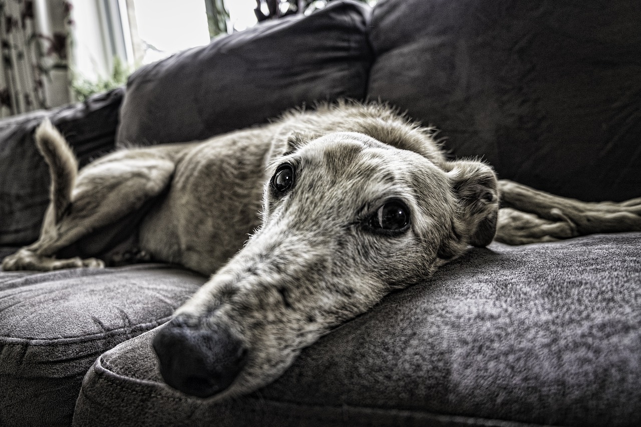 a senior dog resting on the couch