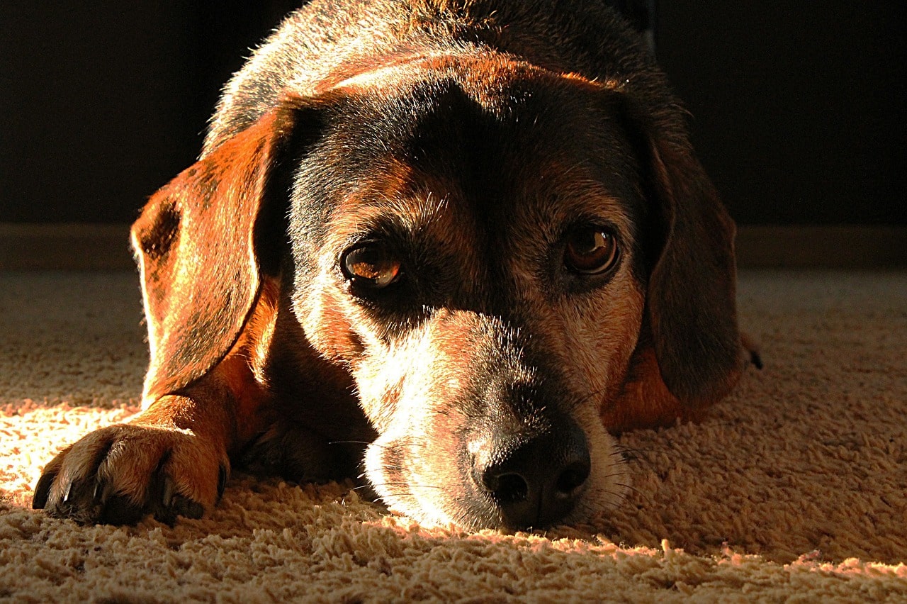 senior dog lying on the carpet