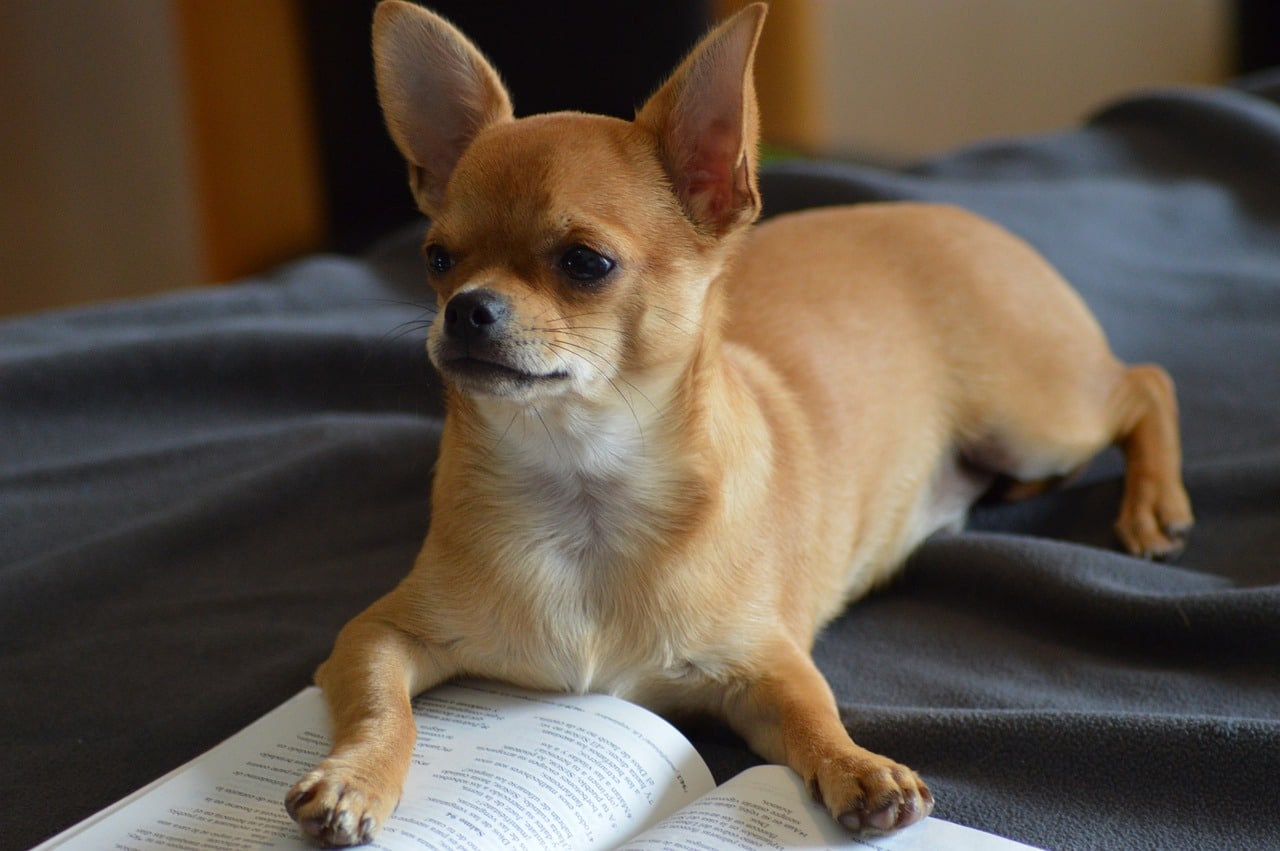 chihuahua dog with opened book underneath