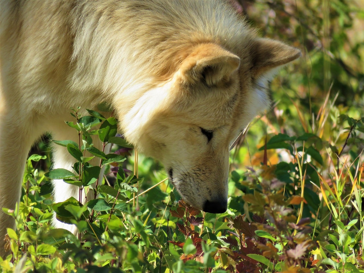 wolfdog smelling plants