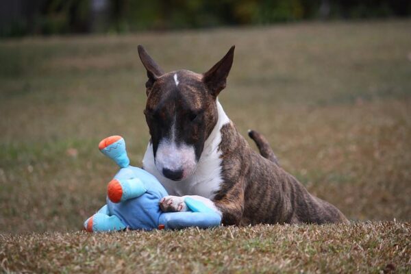 miniature bull terrier dog playing with its toy