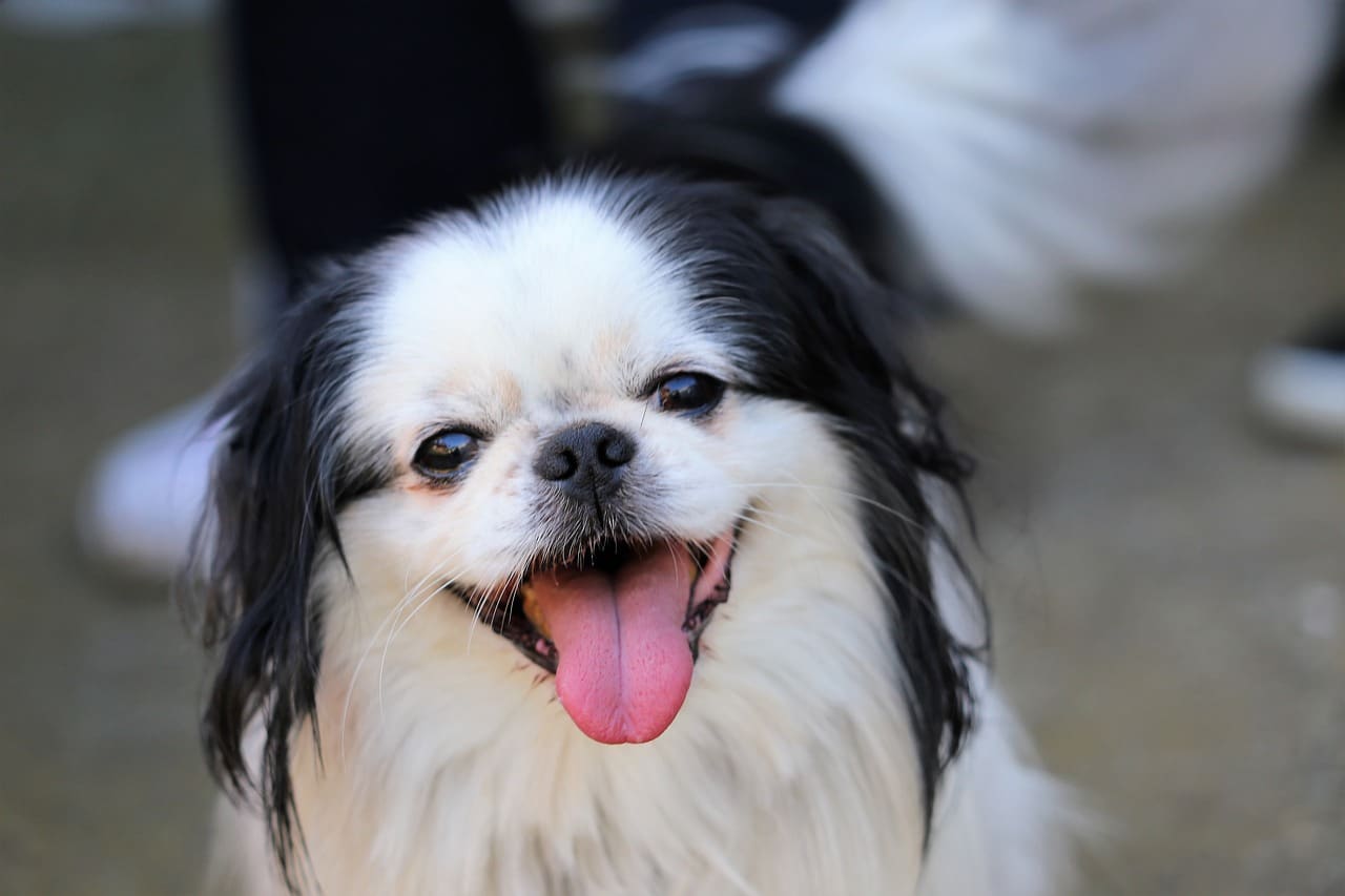 dog, japanese chin, animal