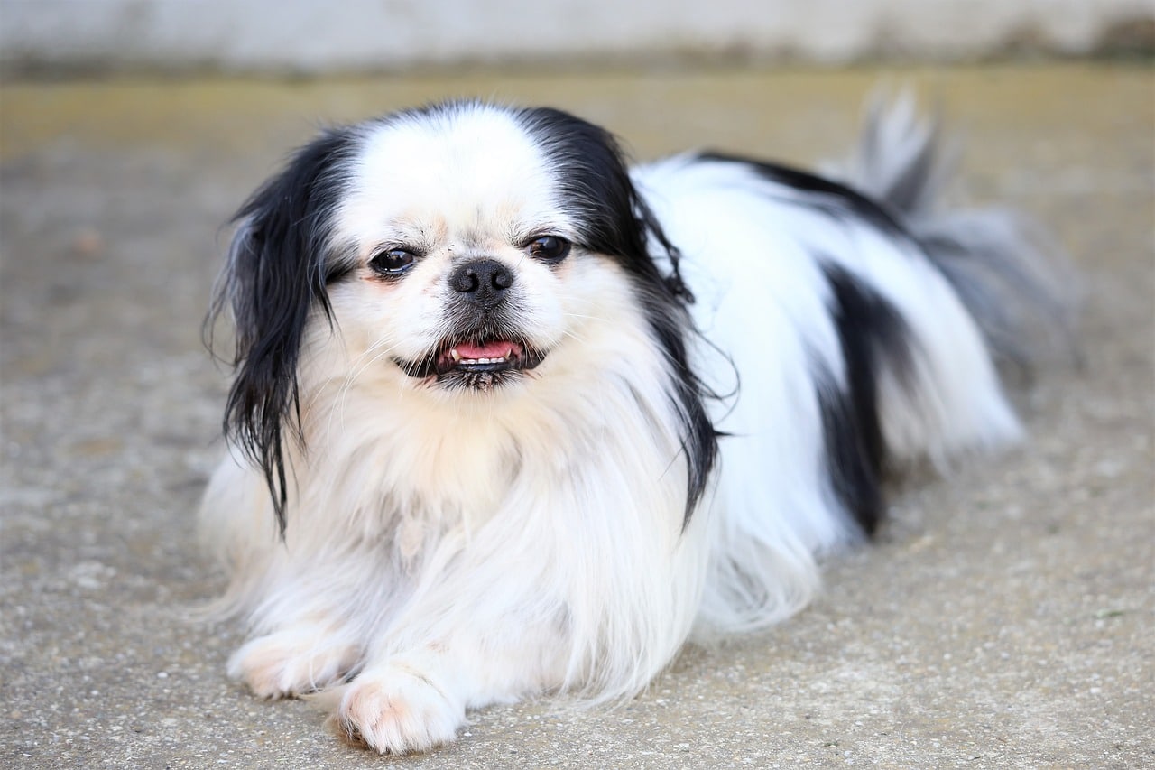 dog, japanese chin, animal