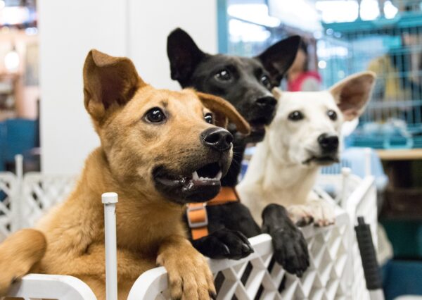 dogs leaning on a fence in a shelter