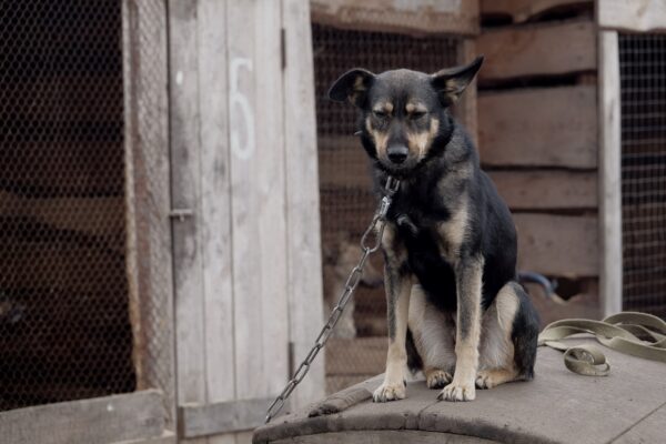 chained dog sitting outside looking sad