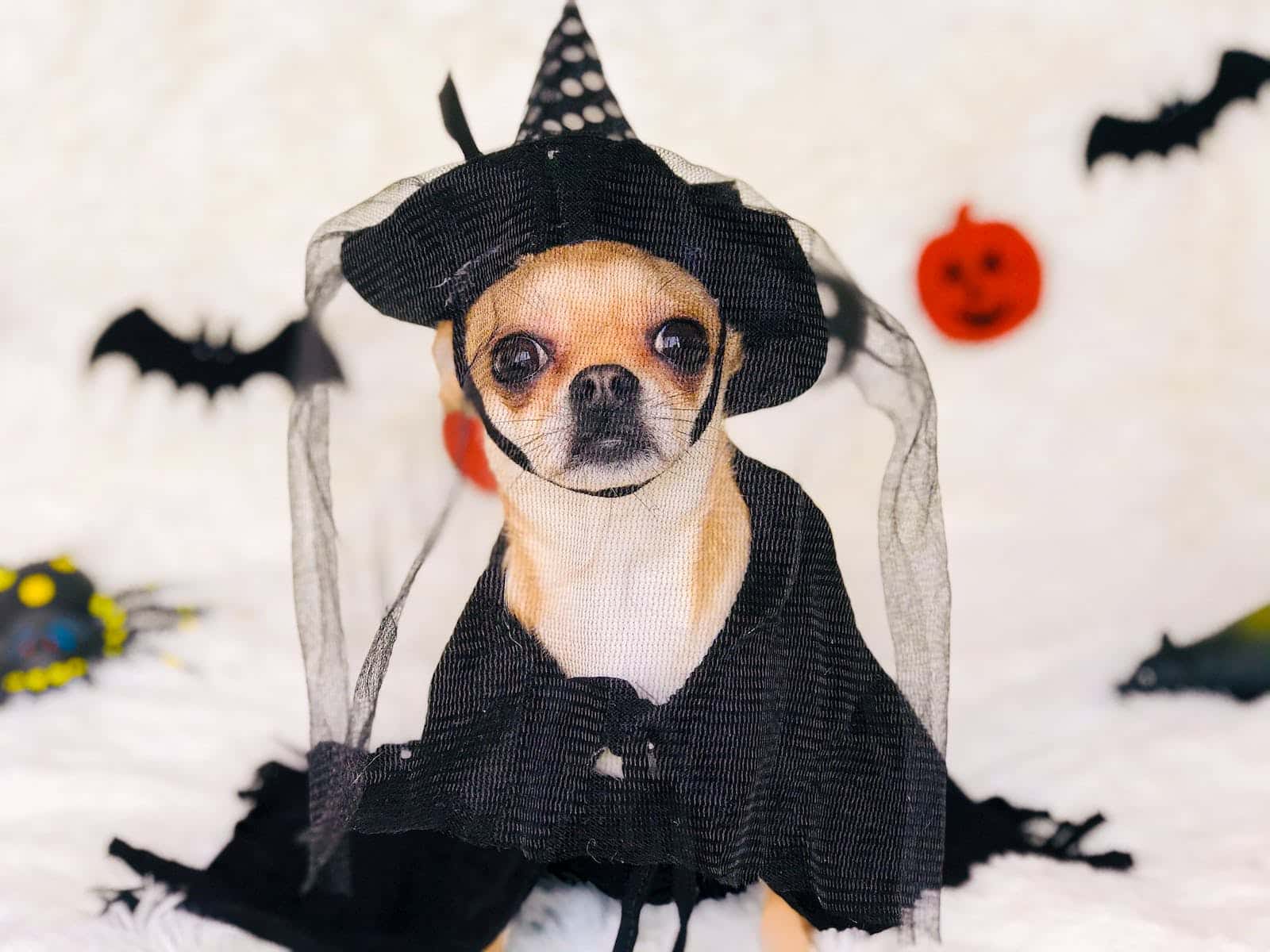 Adorable small purebred dog in black carnival costume and hat sitting on soft plaid while looking at camera