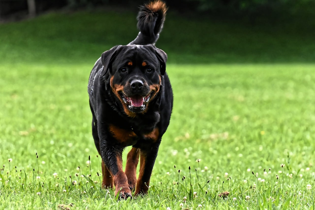 rottweiler dog walking on the grass