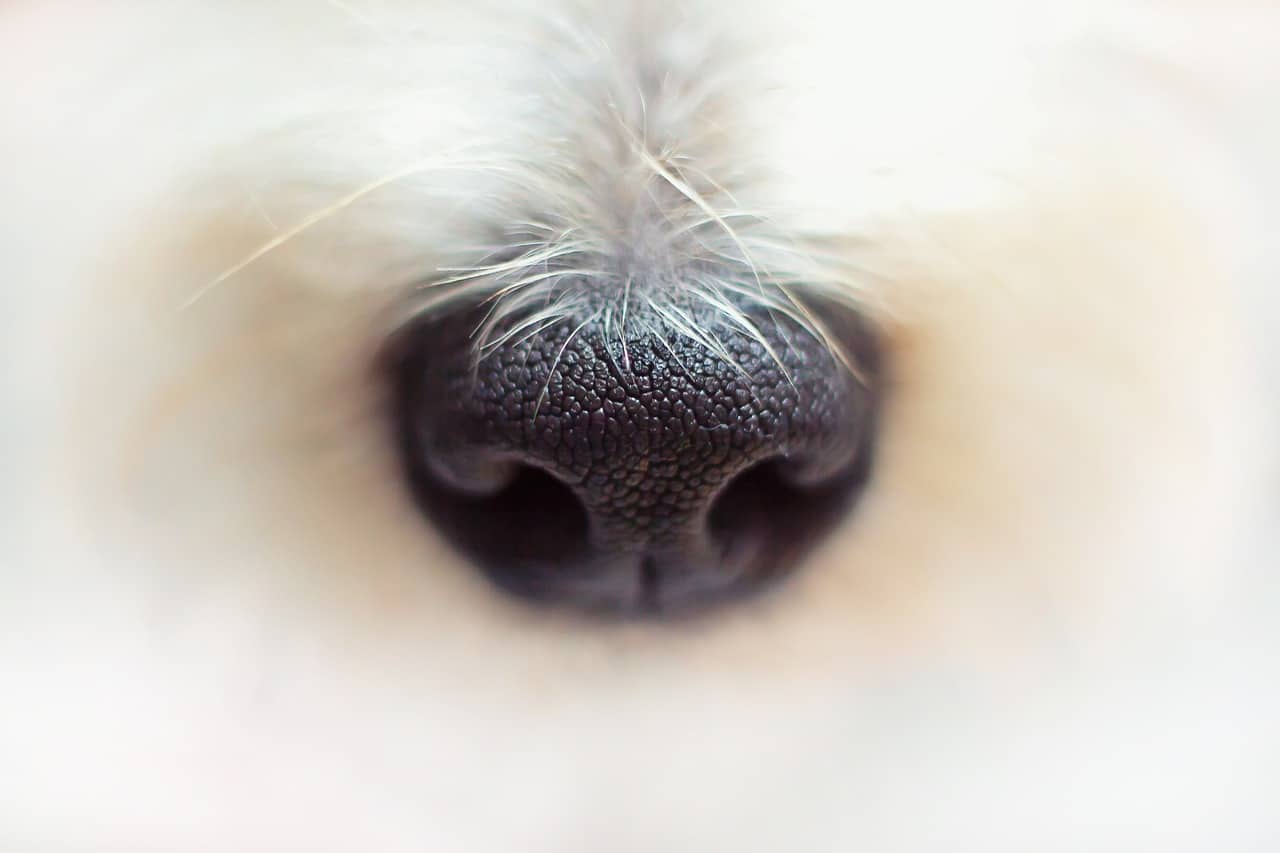 nose, dog, fur
