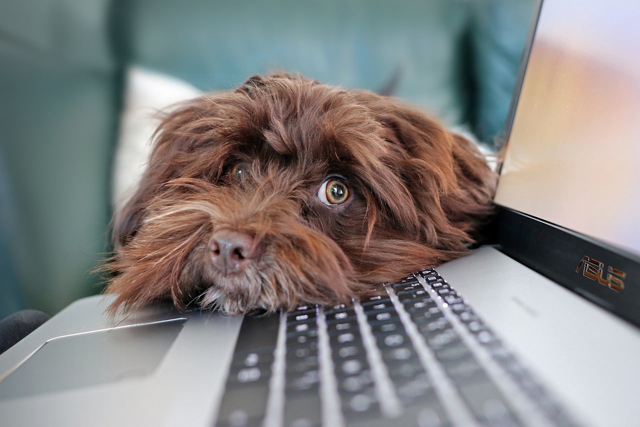 dog face on laptop