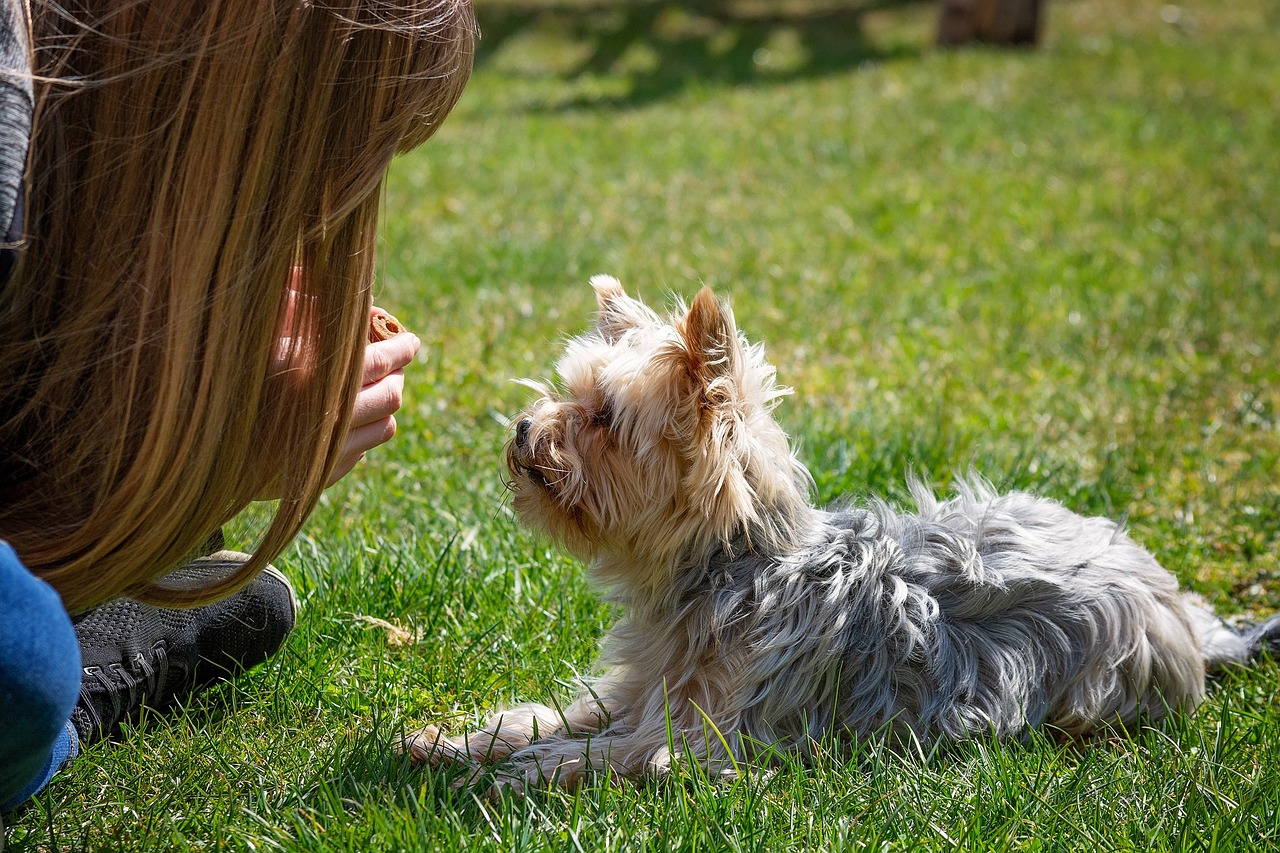 dog and owner training outdoors