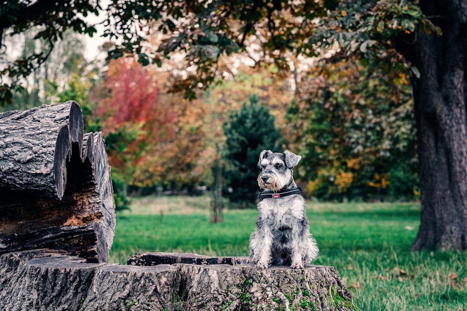 grey and white miniature schnauzer on grey concrete fence