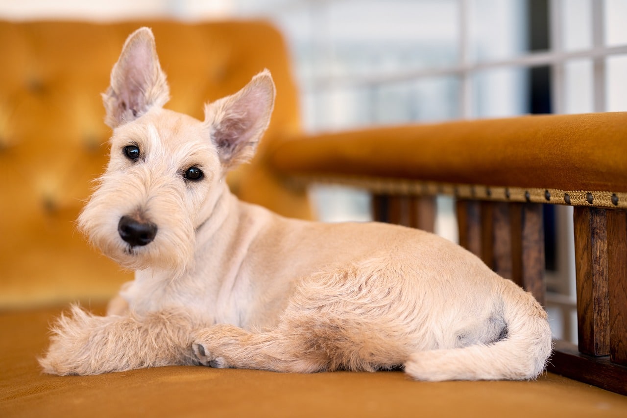 scottish terrier dog lying indoors